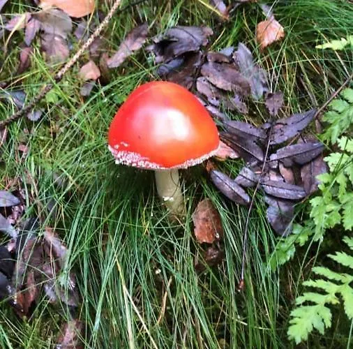 Haus Onel Apartman *